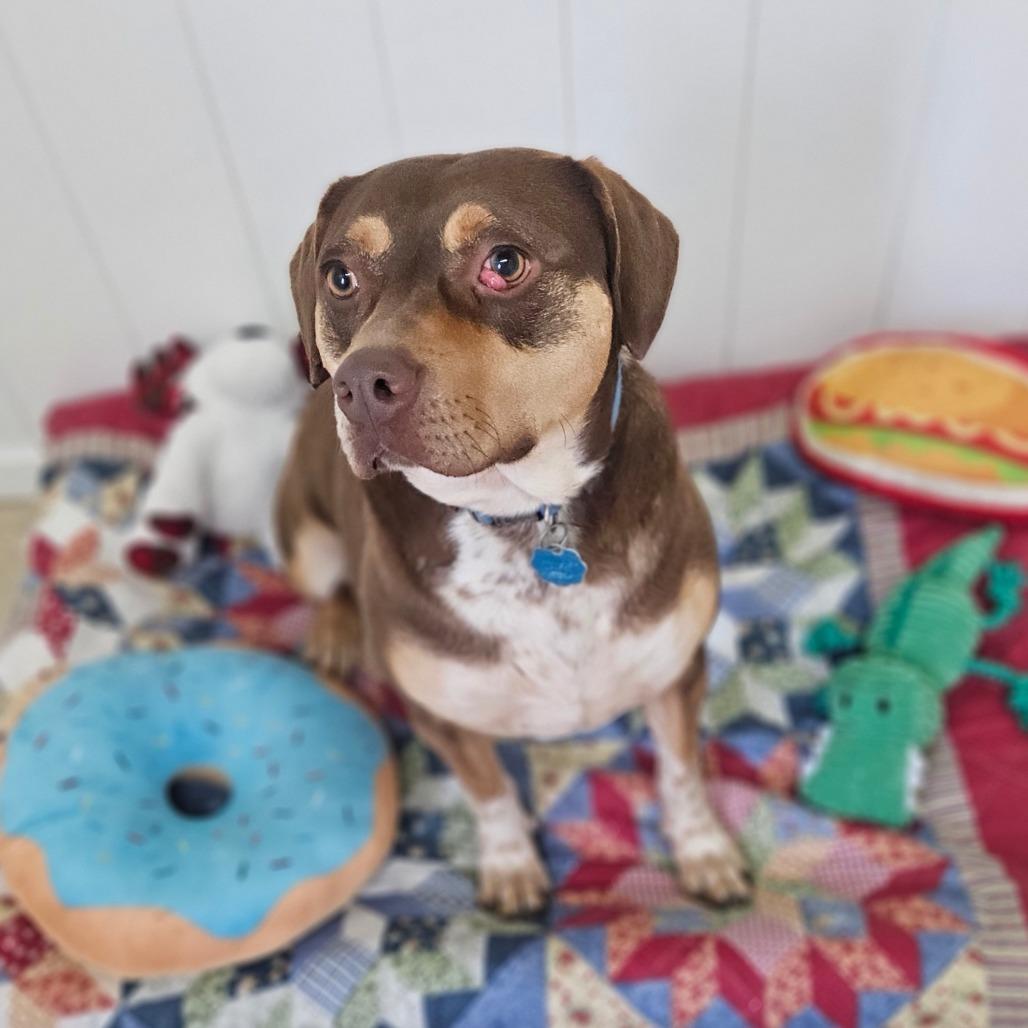 Enlarge Pops, a Adoptable mixed breed in Springfield, MO image 1/6
