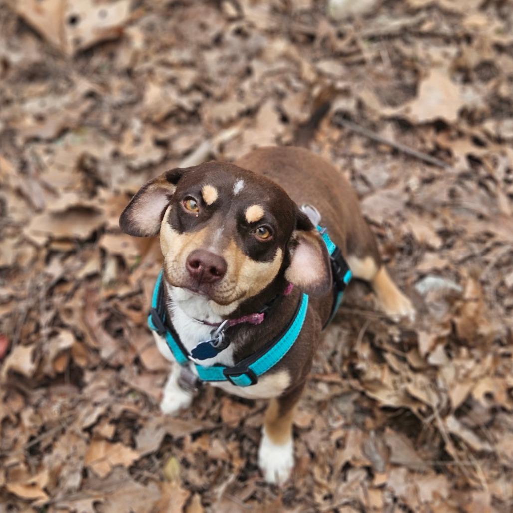 Pops, Adoptable, Adult Male Beagle & Dachshund.