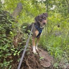 Enlarge Pops, a Adoptable mixed breed in Springfield, MO image 1/6