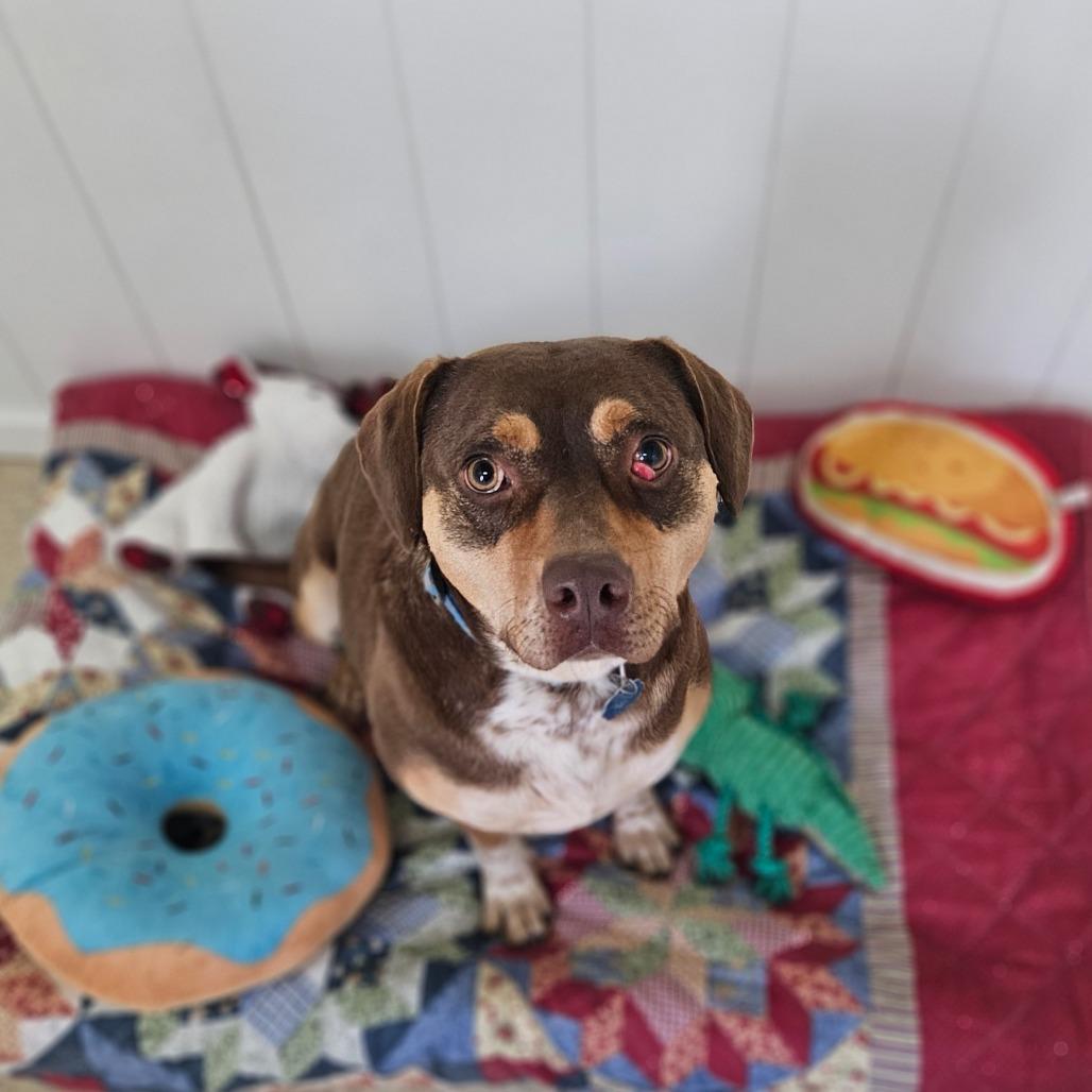 Enlarge Pops, a Adoptable mixed breed in Springfield, MO image 2/6