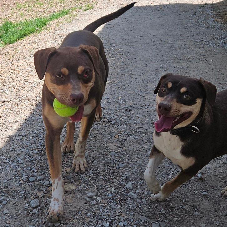 Pops, Adoptable, Adult Male Beagle & Dachshund.