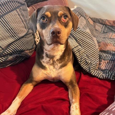 Enlarge Pops, a Adoptable mixed breed in Springfield, MO image 2/6