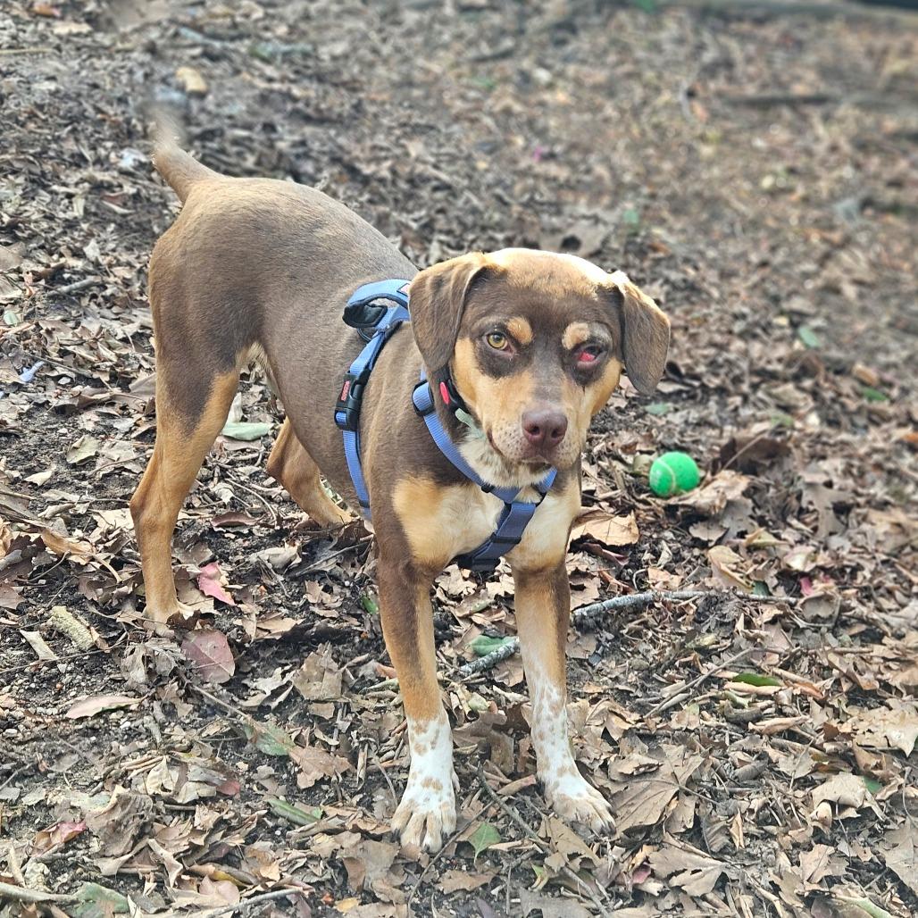 Pops, a Adoptable mixed breed in Springfield, MO image 2/6