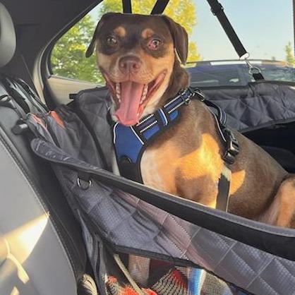 Enlarge Pops, a Adoptable mixed breed in Springfield, MO image 3/6