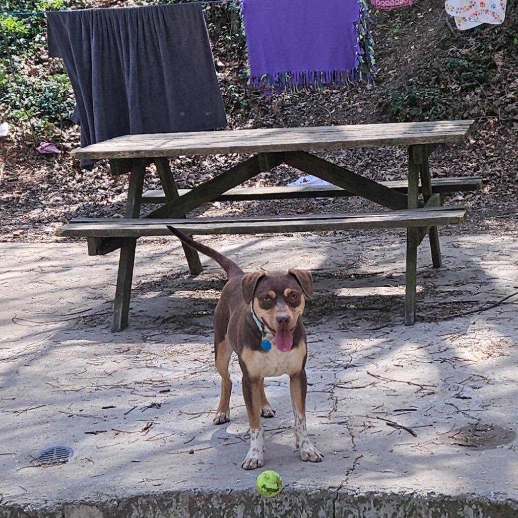 Enlarge Pops, a Adoptable mixed breed in Springfield, MO image 3/6