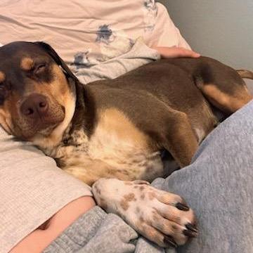 Enlarge Pops, a Adoptable mixed breed in Springfield, MO image 4/6