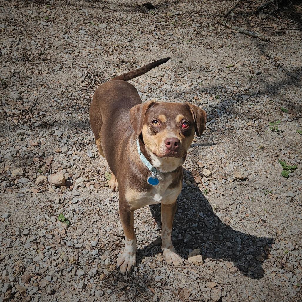 Enlarge Pops, a Adoptable mixed breed in Springfield, MO image 4/6