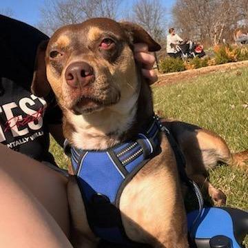 Enlarge Pops, a Adoptable mixed breed in Springfield, MO image 5/6