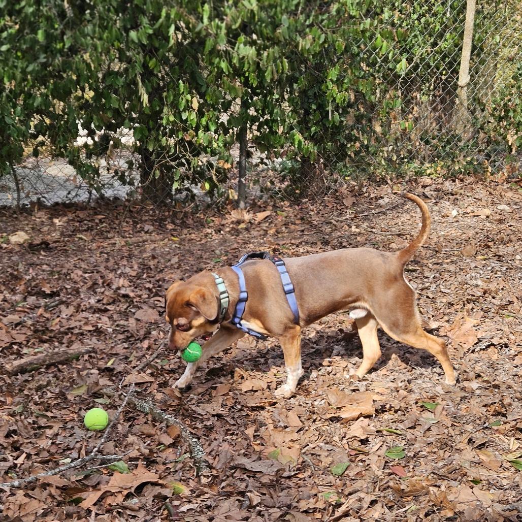 Enlarge Pops, a Adoptable mixed breed in Springfield, MO image 5/6