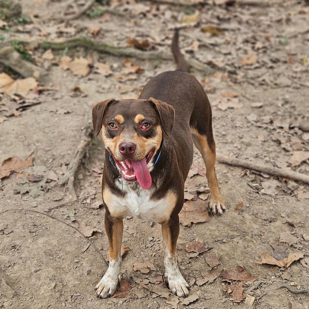 Enlarge Pops, a Adoptable mixed breed in Springfield, MO image 6/6