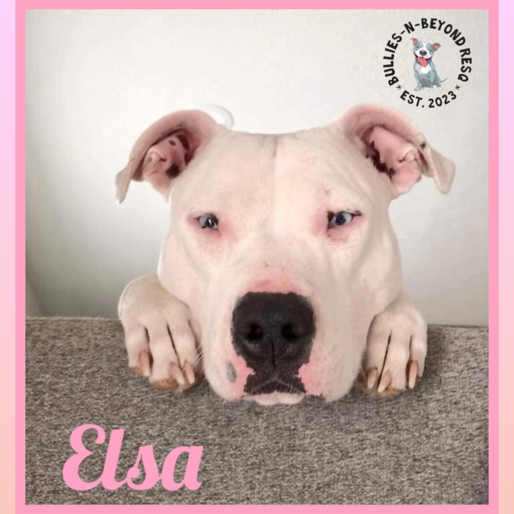 Enlarge Elsa, a Adoptable mixed breed in Omaha, NE image 1/6