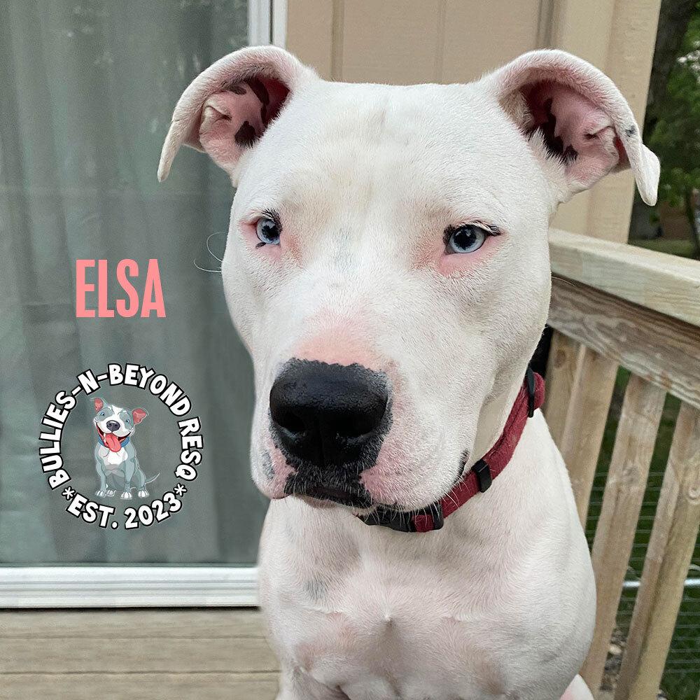 Enlarge Elsa, a Adoptable mixed breed in Omaha, NE image 2/6