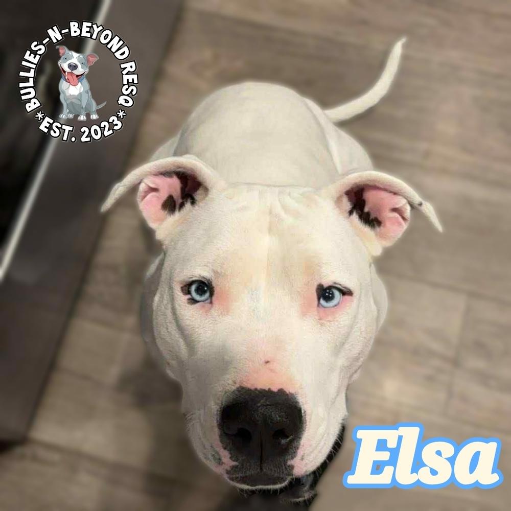 Enlarge Elsa, a Adoptable mixed breed in Omaha, NE image 3/6
