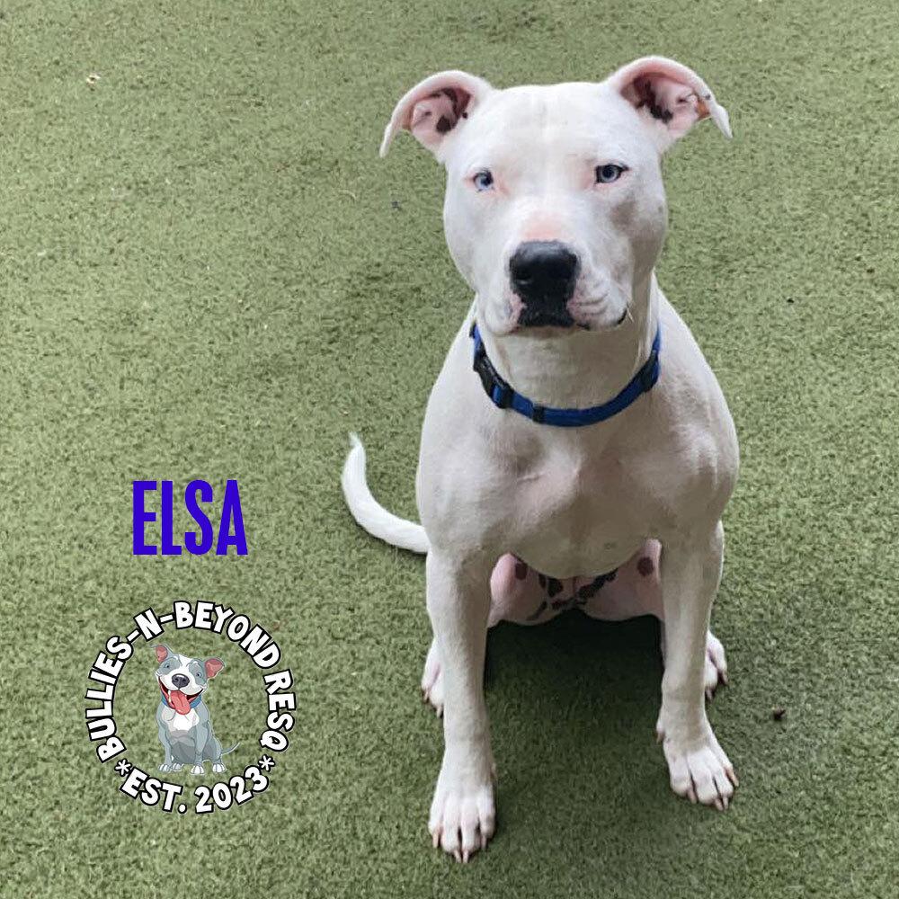 Enlarge Elsa, a Adoptable mixed breed in Omaha, NE image 5/6