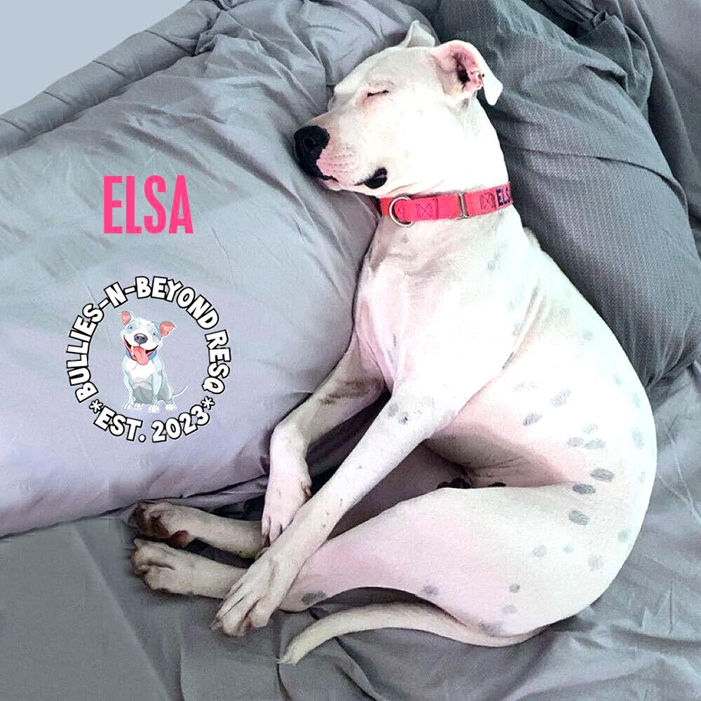 Enlarge Elsa, a Adoptable mixed breed in Omaha, NE image 6/6