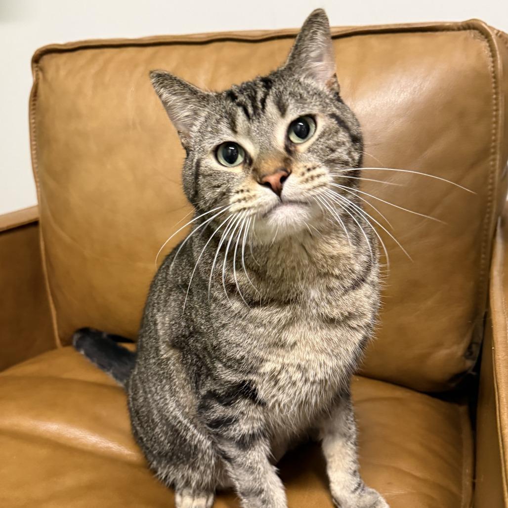 Bentley C68984, Adoptable, Adult Male Domestic Short Hair.