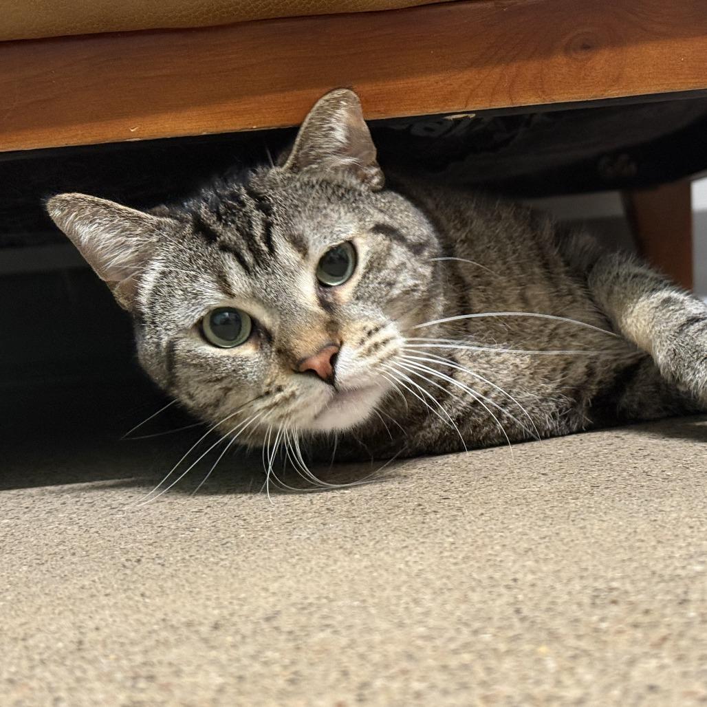 Bentley C68984, a Adoptable Domestic Short Hair in Minnetonka, MN image 2/6