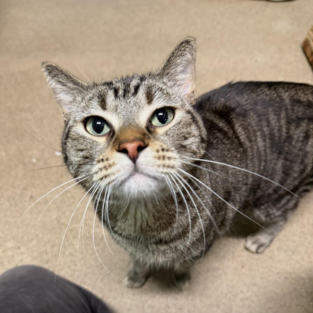 Bentley C68984, a Adoptable Domestic Short Hair in Minnetonka, MN image 3/6