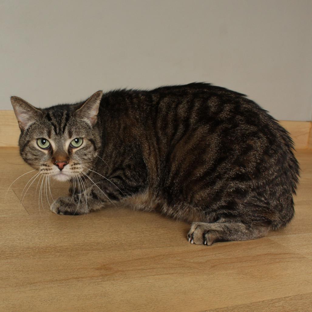 Bentley C68984, a Adoptable Domestic Short Hair in Minnetonka, MN image 4/6