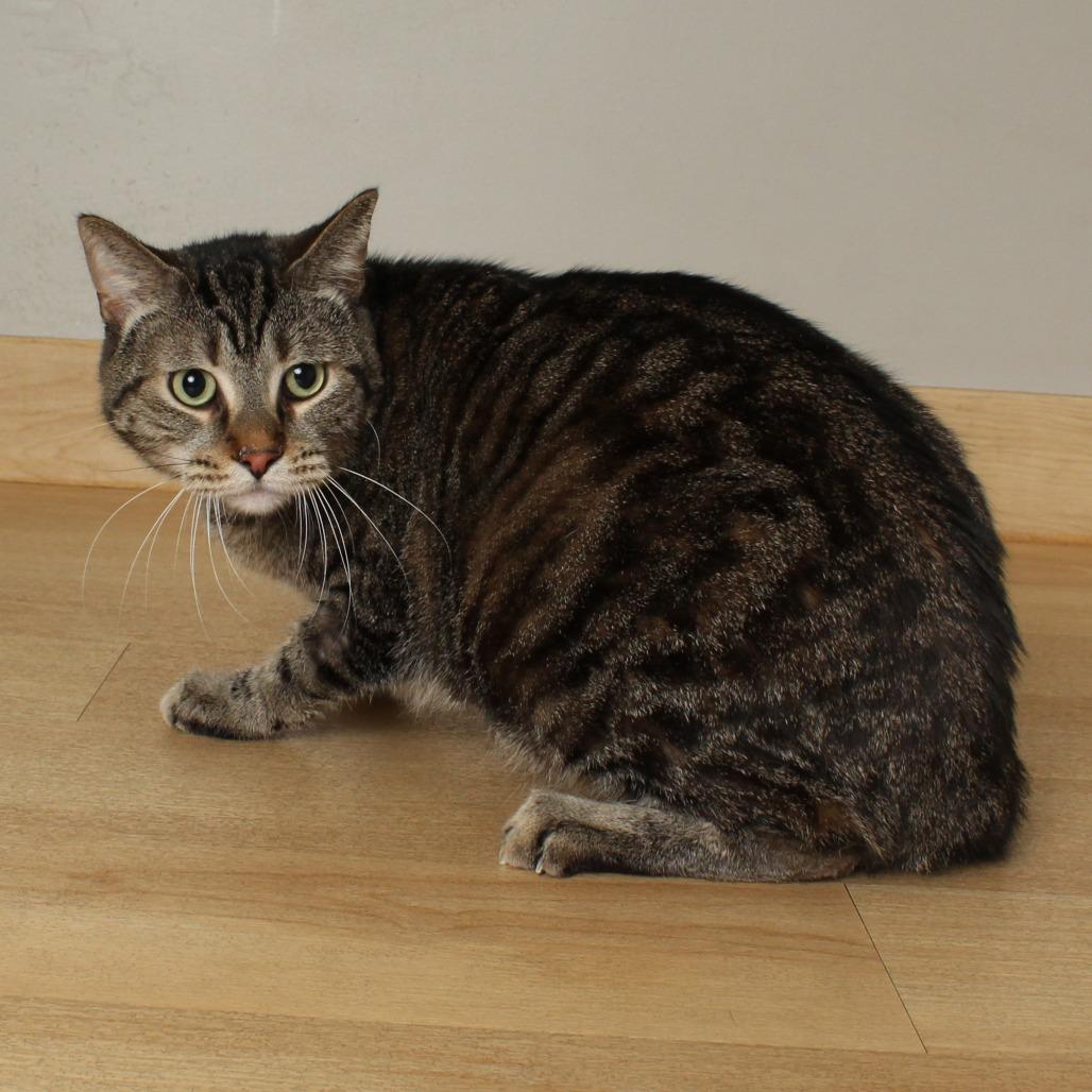Bentley C68984, a Adoptable Domestic Short Hair in Minnetonka, MN image 5/6