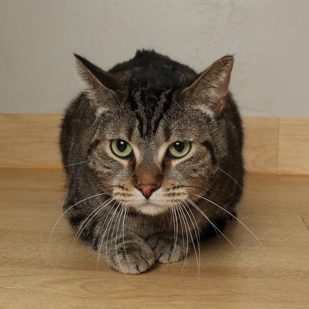 Bentley C68984, a Adoptable Domestic Short Hair in Minnetonka, MN image 6/6