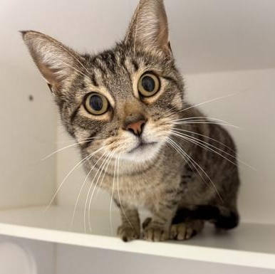 Tater, adopted, Adult Male Domestic Short Hair.