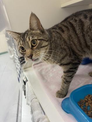 Enlarge Tater, an adopted Domestic Short Hair in Springfield, MO image 2/2