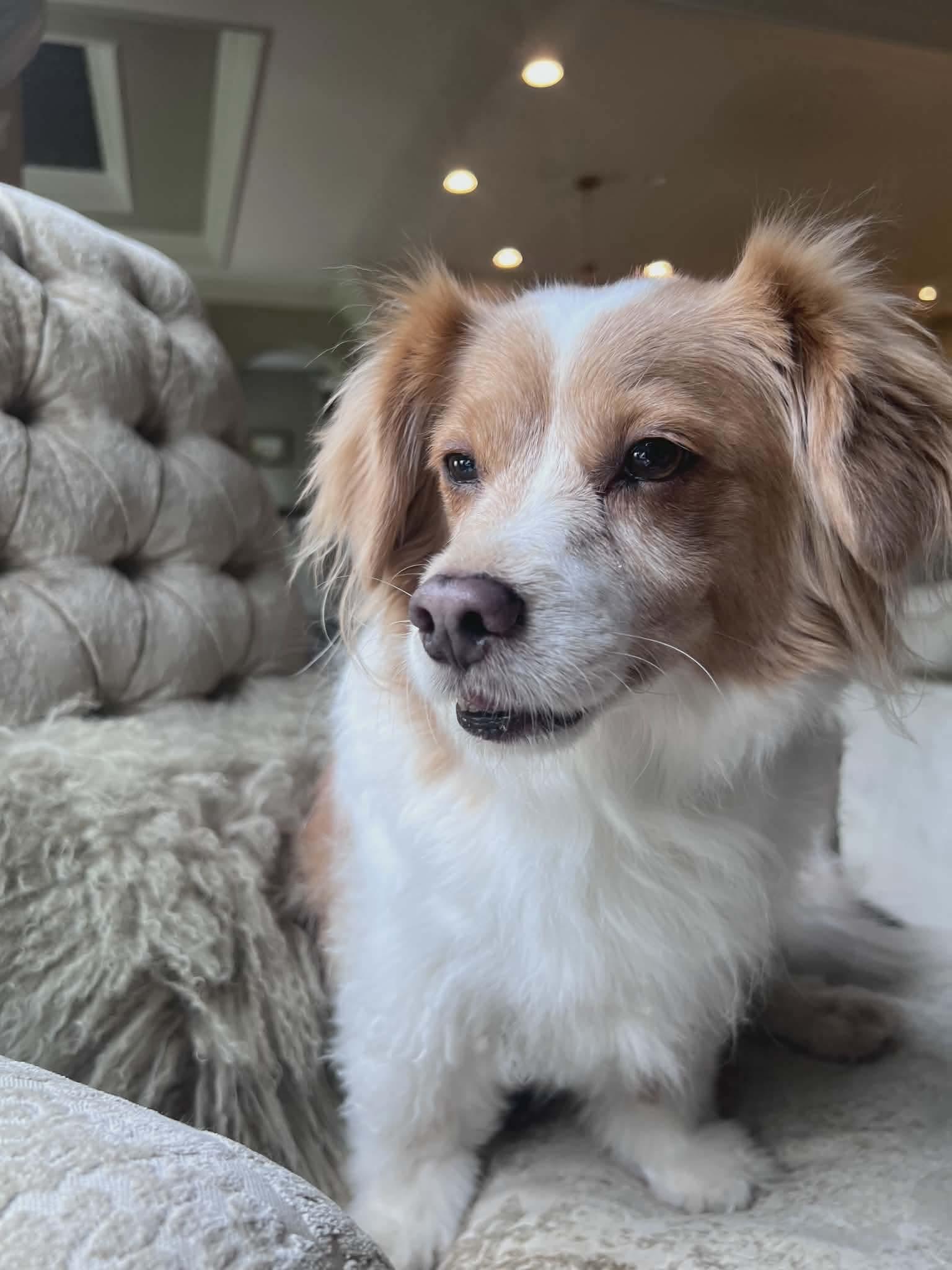 Rusty Raccoon, Adopted, Adult Male Cardigan Welsh Corgi & Cavalier King Charles Spaniel.