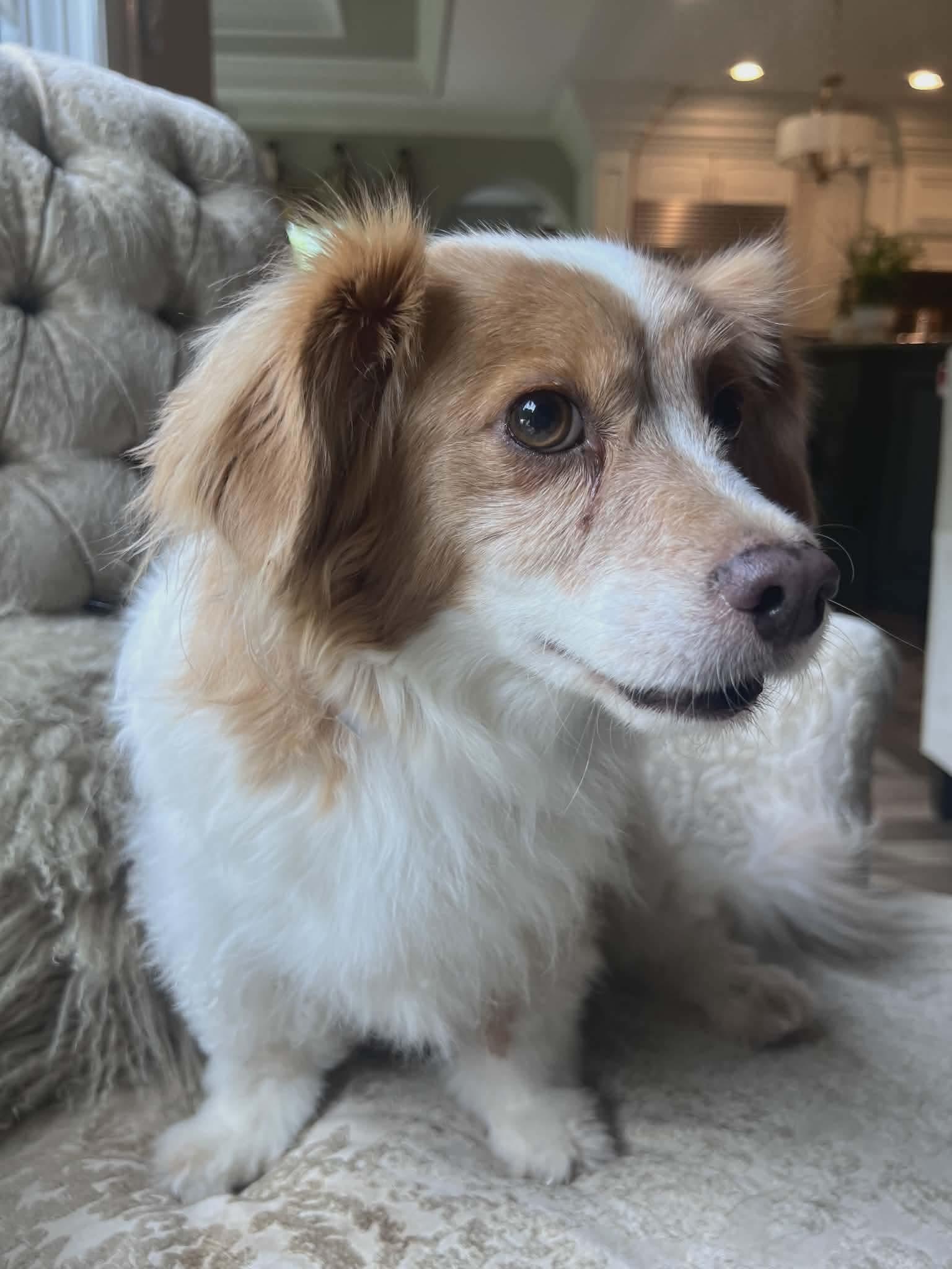 Rusty Raccoon, a Adopted mixed breed in Florissant, MO image 3/3