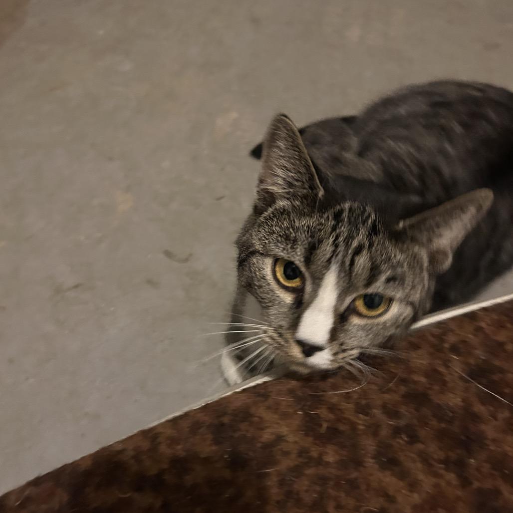 April (Bunnell Mama), Adoptable, Adult Female Domestic Short Hair.