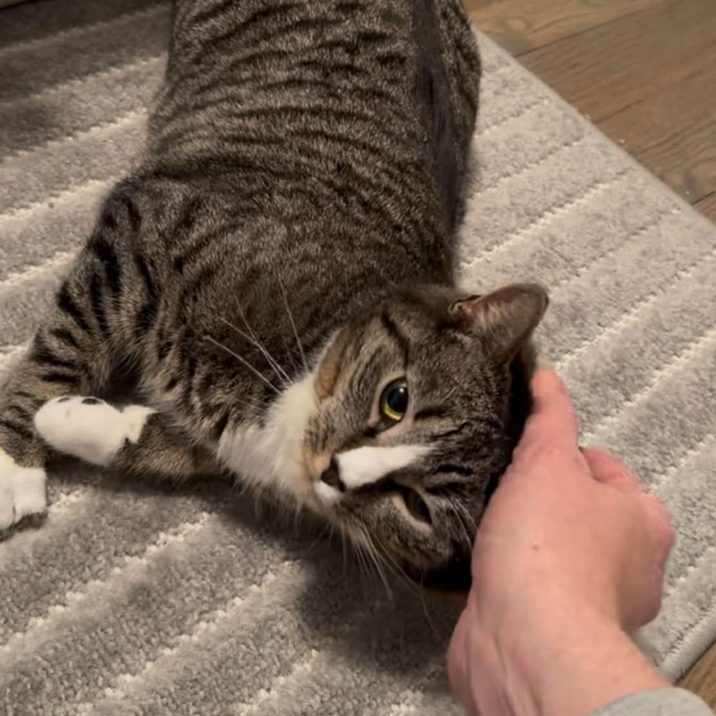 Enlarge April (Bunnell Mama), a Adoptable Domestic Short Hair in Westport, CT image 1/4