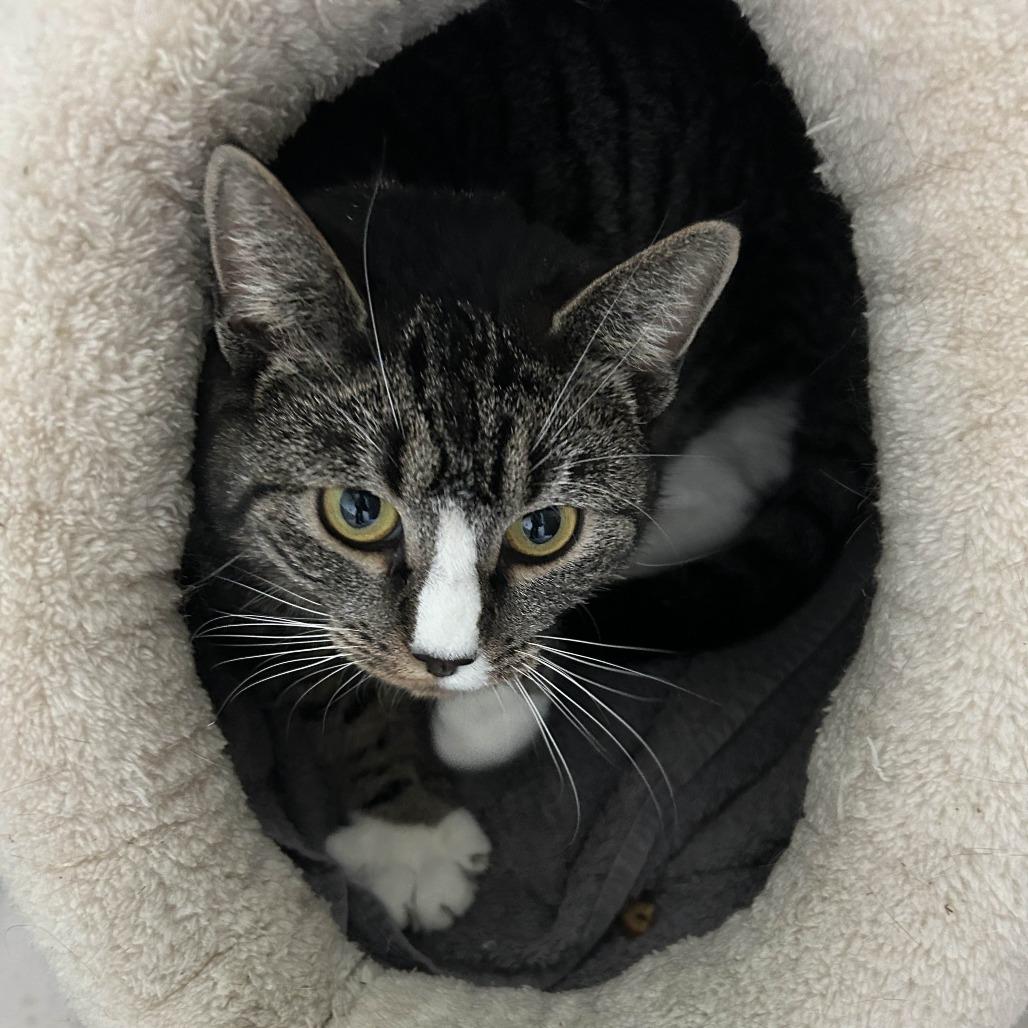 April (Bunnell Mama), Adoptable, Adult Female Domestic Short Hair.