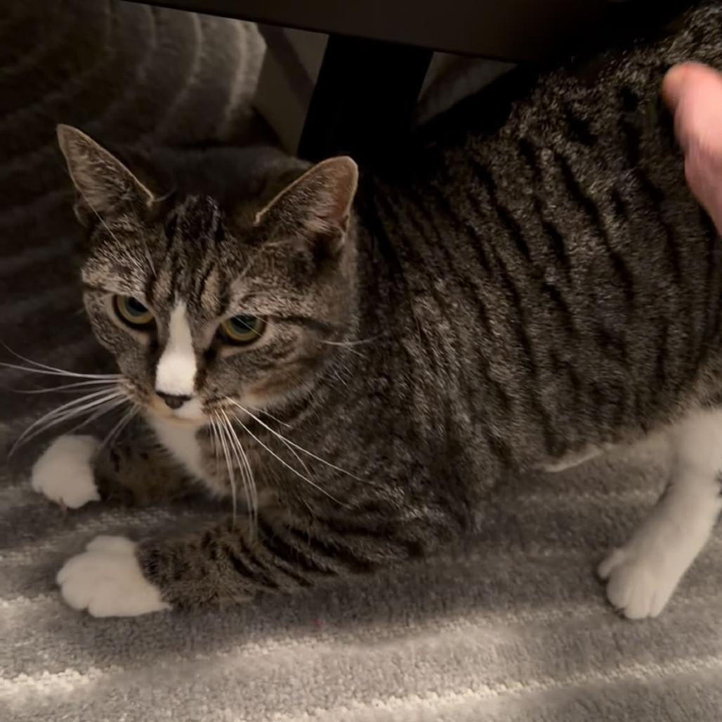 Enlarge April (Bunnell Mama), a Adoptable Domestic Short Hair in Westport, CT image 3/4