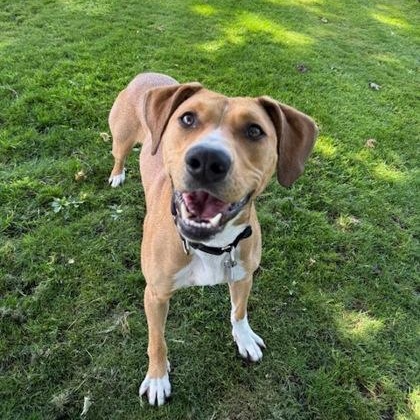 Siren, adoptable, Adult Female Hound.