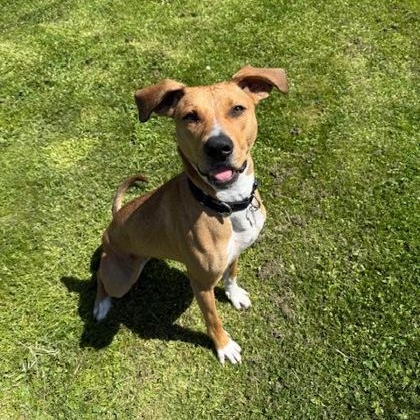 Siren, an adoptable mixed breed in Roseburg, OR image 2/3