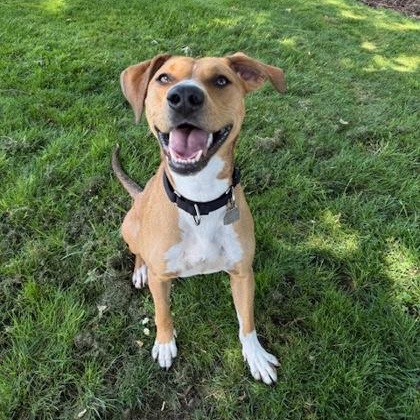 Siren, an adoptable mixed breed in Roseburg, OR image 3/3