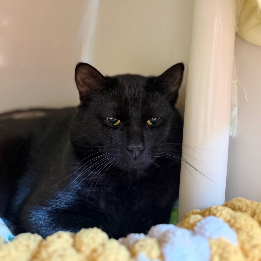 Enlarge Remi, a Adoptable Domestic Short Hair in Watertown, NY image 1/1