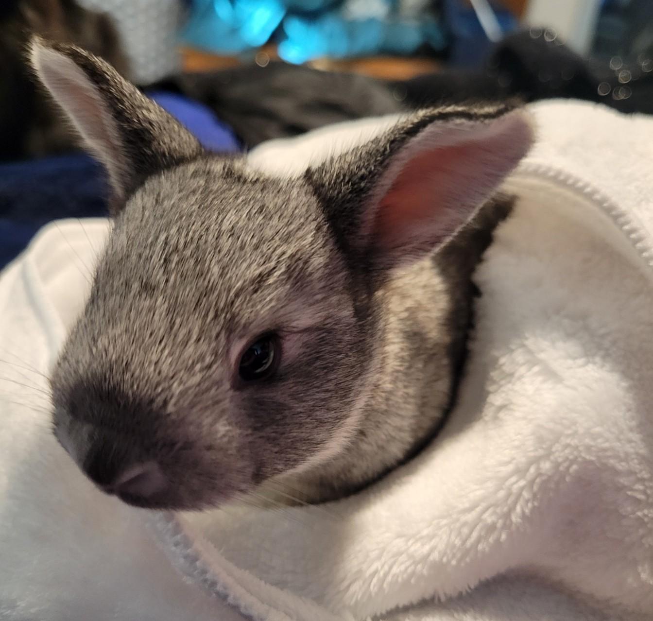 Enlarge Baby Bunnies, a Adoptable mixed breed in Navarre, FL image 5/6