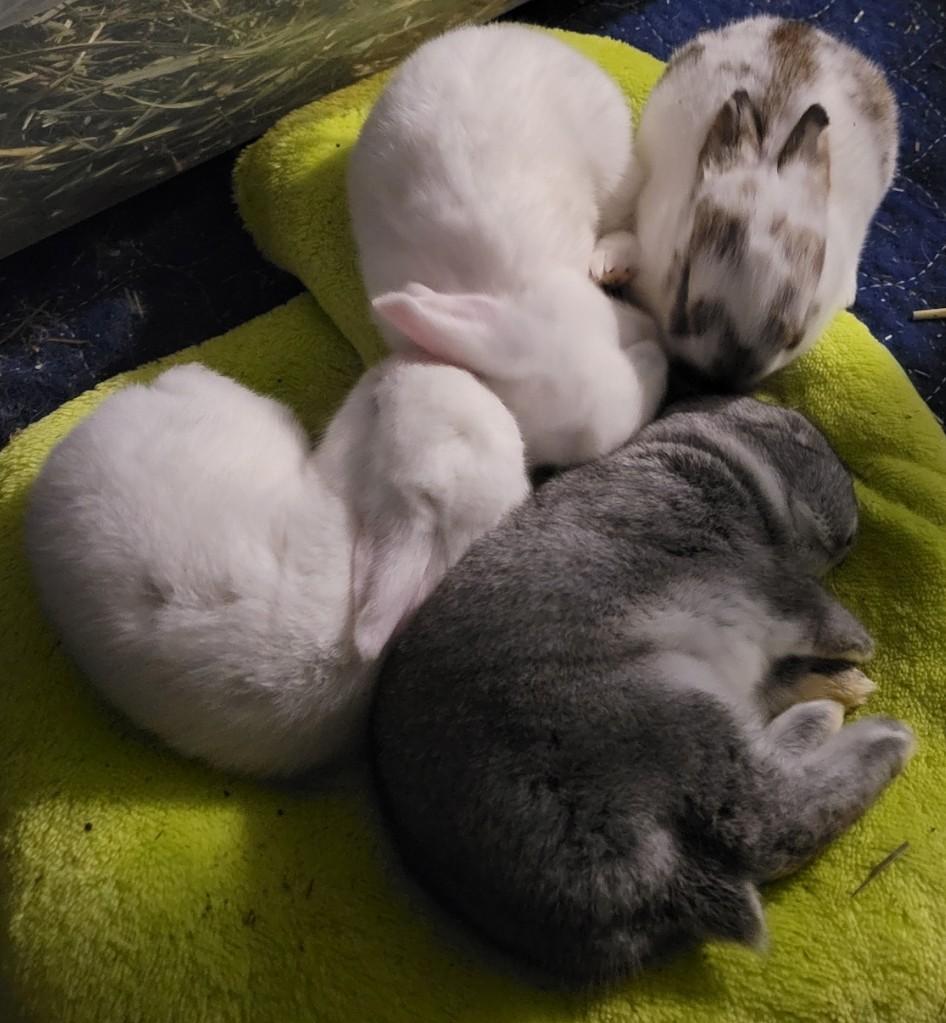 Enlarge Baby Bunnies, a Adoptable mixed breed in Navarre, FL image 3/6