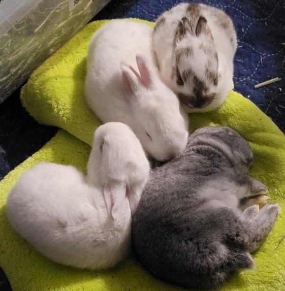 Enlarge Baby Bunnies, a Adoptable mixed breed in Navarre, FL image 1/6
