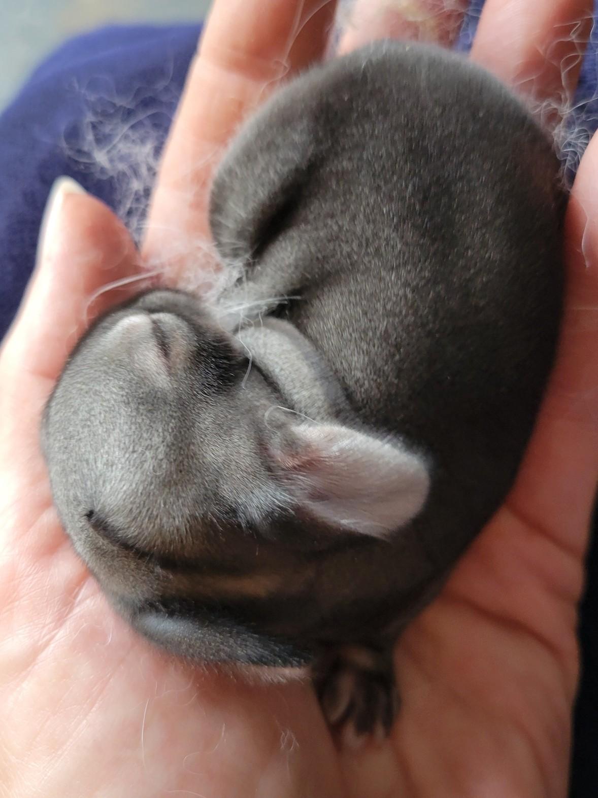 Enlarge Baby Bunnies, a Adoptable mixed breed in Navarre, FL image 4/6