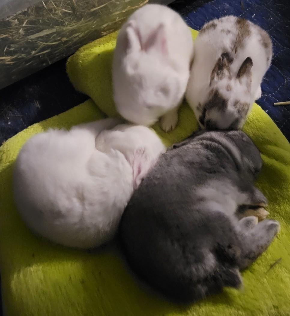 Enlarge Baby Bunnies, a Adoptable mixed breed in Navarre, FL image 2/6