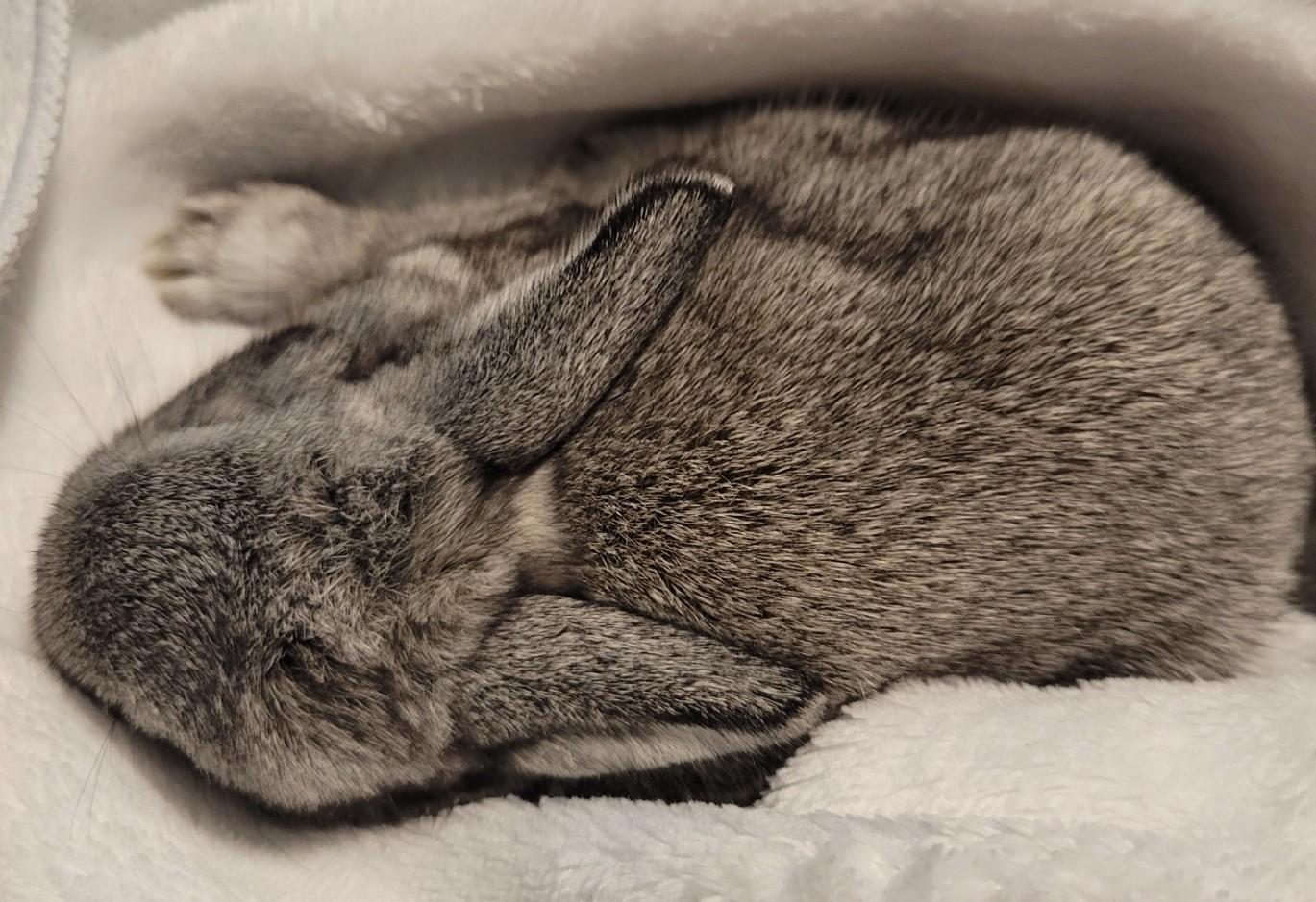 Enlarge Baby Bunnies, a Adoptable mixed breed in Navarre, FL image 6/6