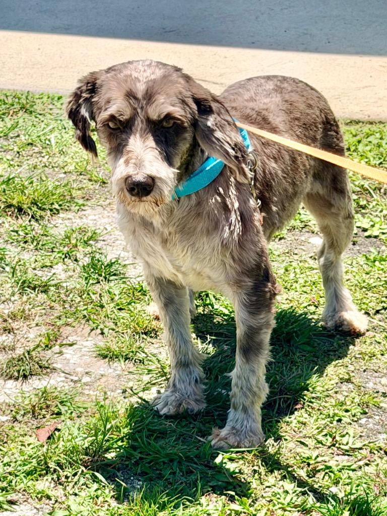 Shuffle, Adoptable, Adult Male Schnauzer & Mixed Breed.