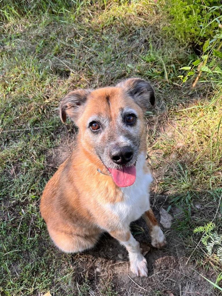 Enlarge Rebel, a Adoptable mixed breed in Peru, NY image 2/3