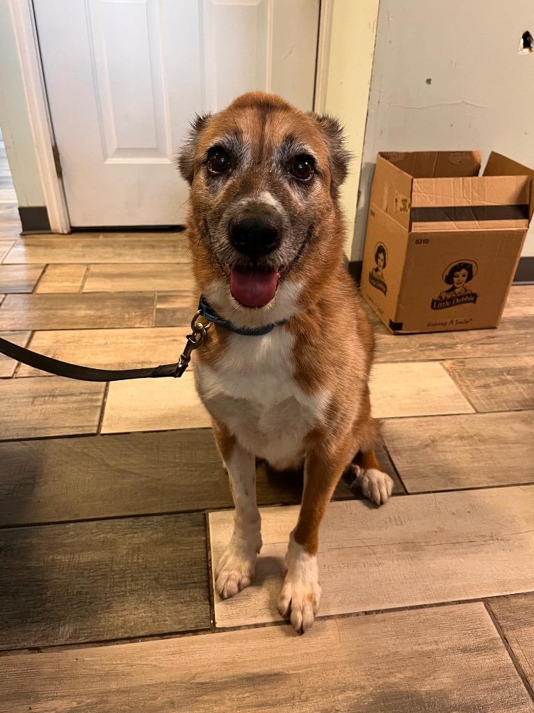 Enlarge Rebel, a Adoptable mixed breed in Peru, NY image 3/3