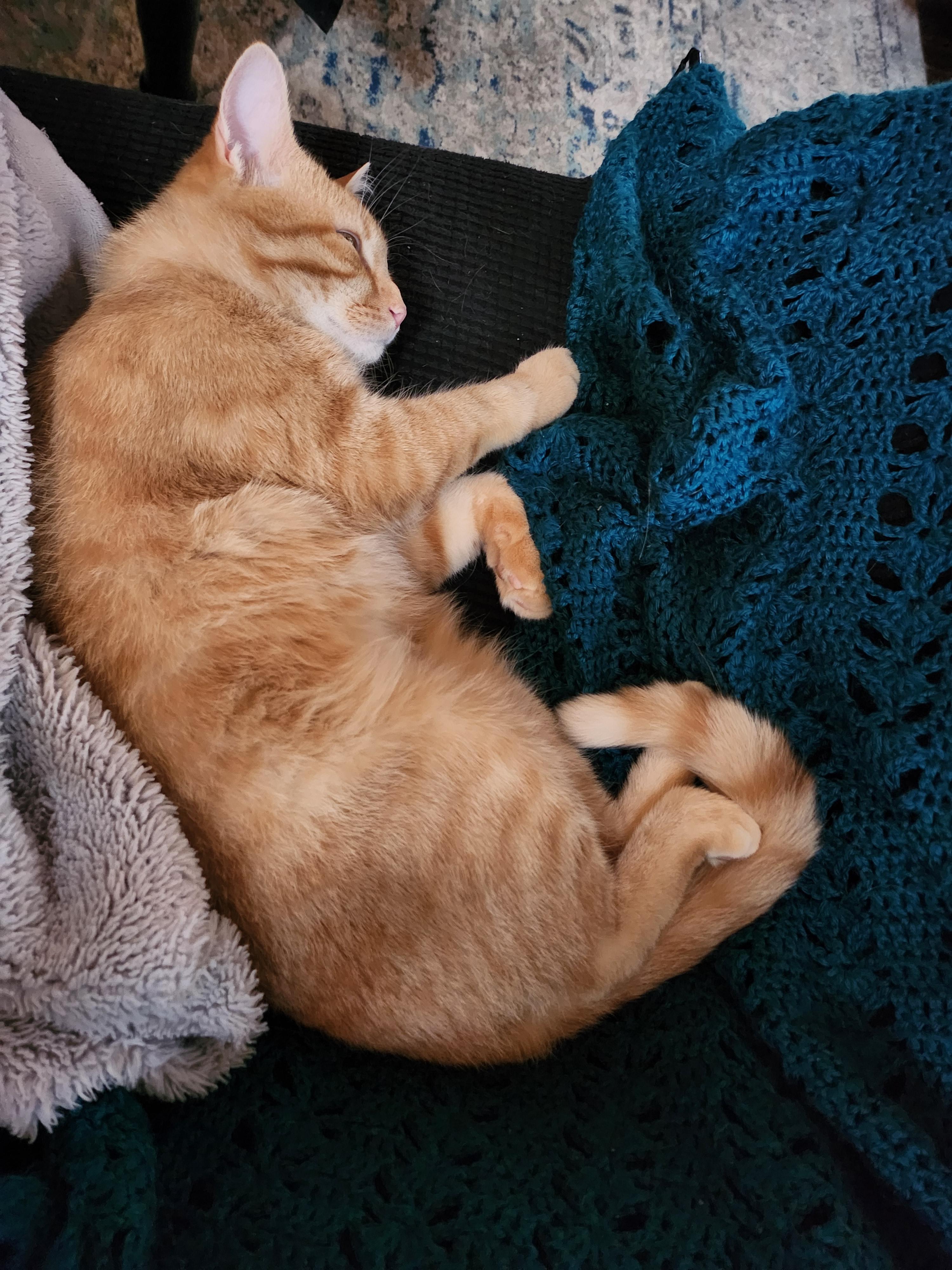 Enlarge Mr. Cheese, a Adoptable Domestic Short Hair in Pittsburgh, PA image 3/4