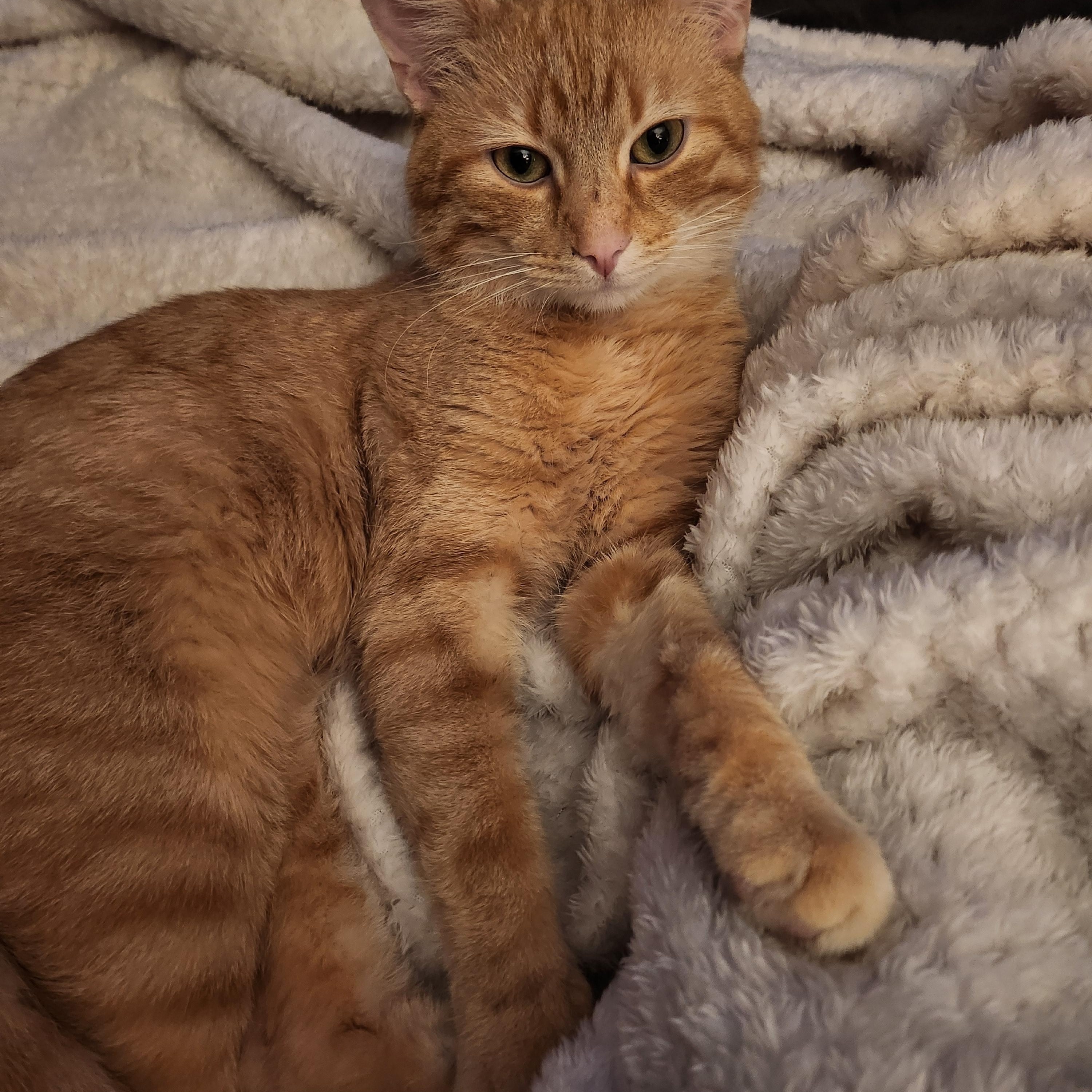 Enlarge Mr. Cheese, a Adoptable Domestic Short Hair in Pittsburgh, PA image 1/4