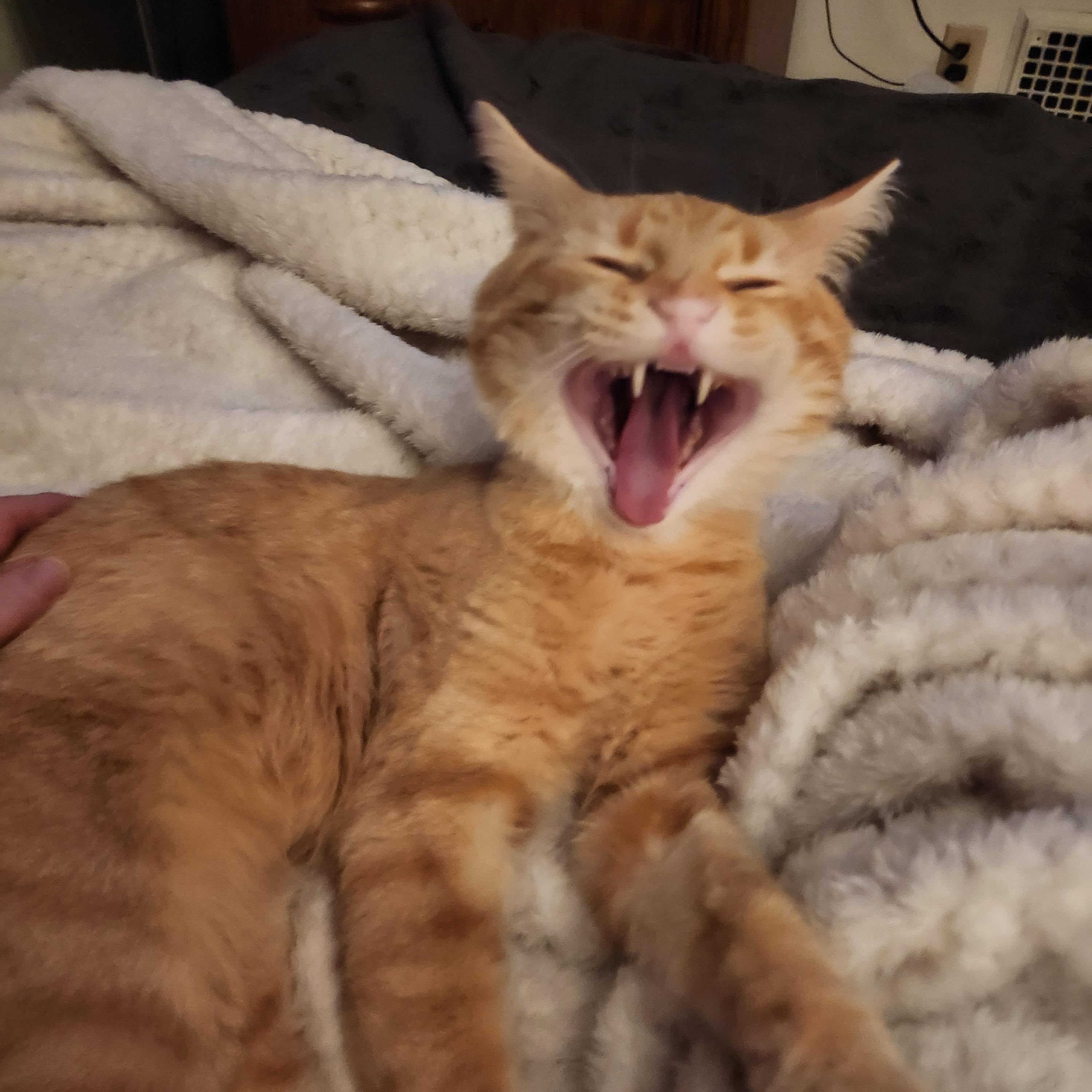 Enlarge Mr. Cheese, a Adoptable Domestic Short Hair in Pittsburgh, PA image 2/4