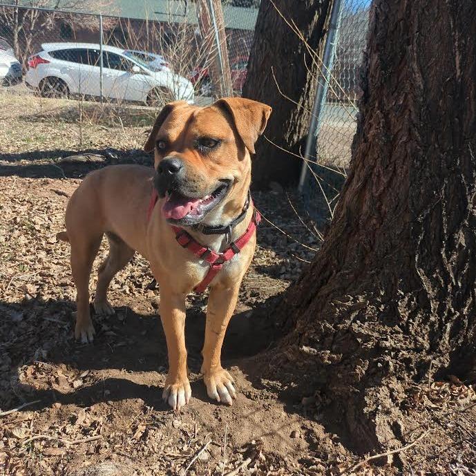 Enlarge Lonnie - In foster!, a Adoptable Pit Bull Terrier in Flagstaff, AZ image 1/6